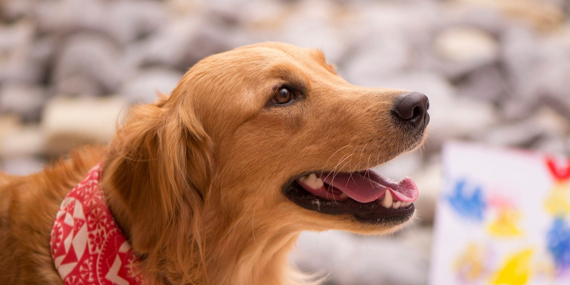golden retriever wearing red and white scarf