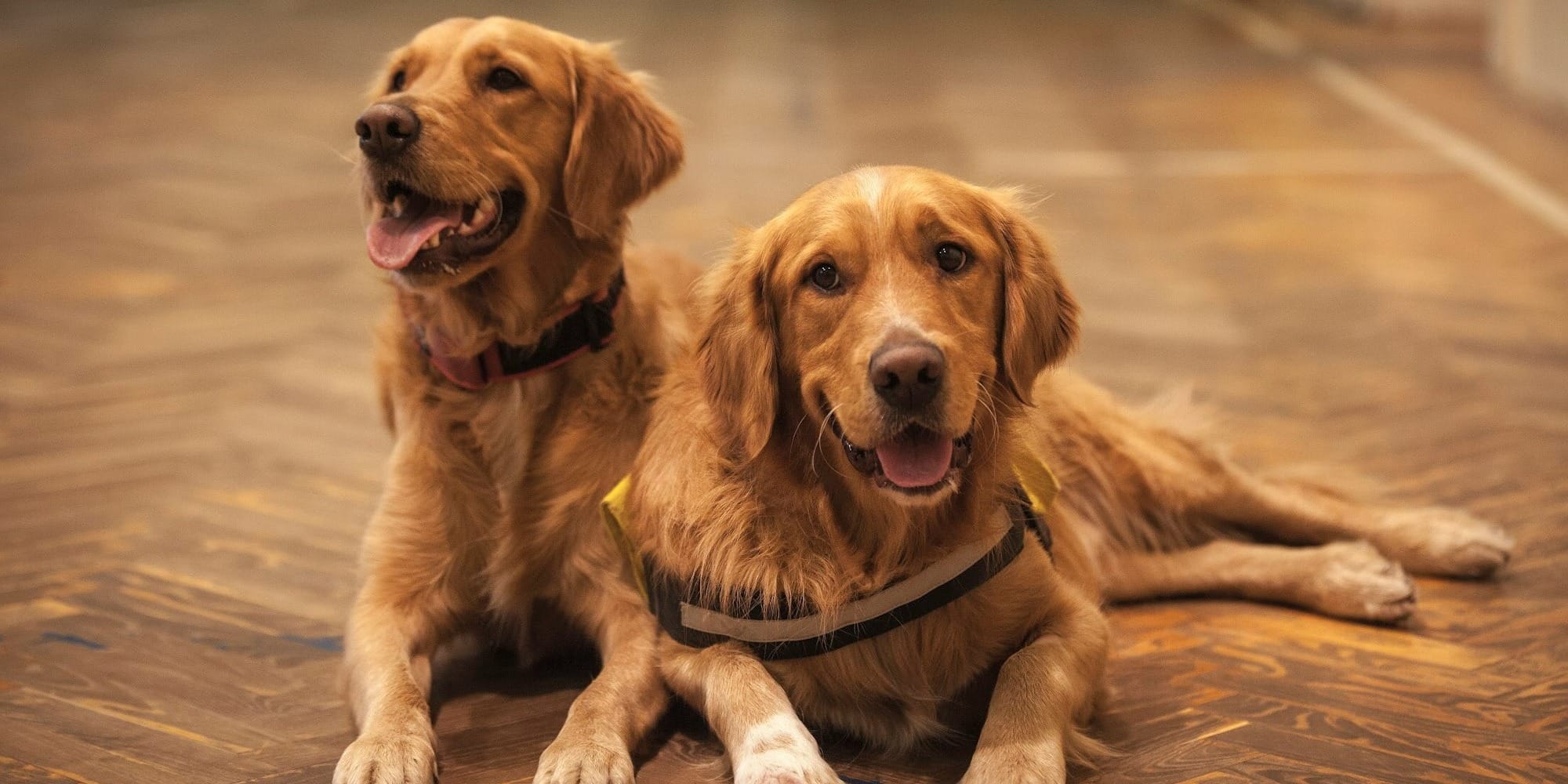 two adult golden retrievers