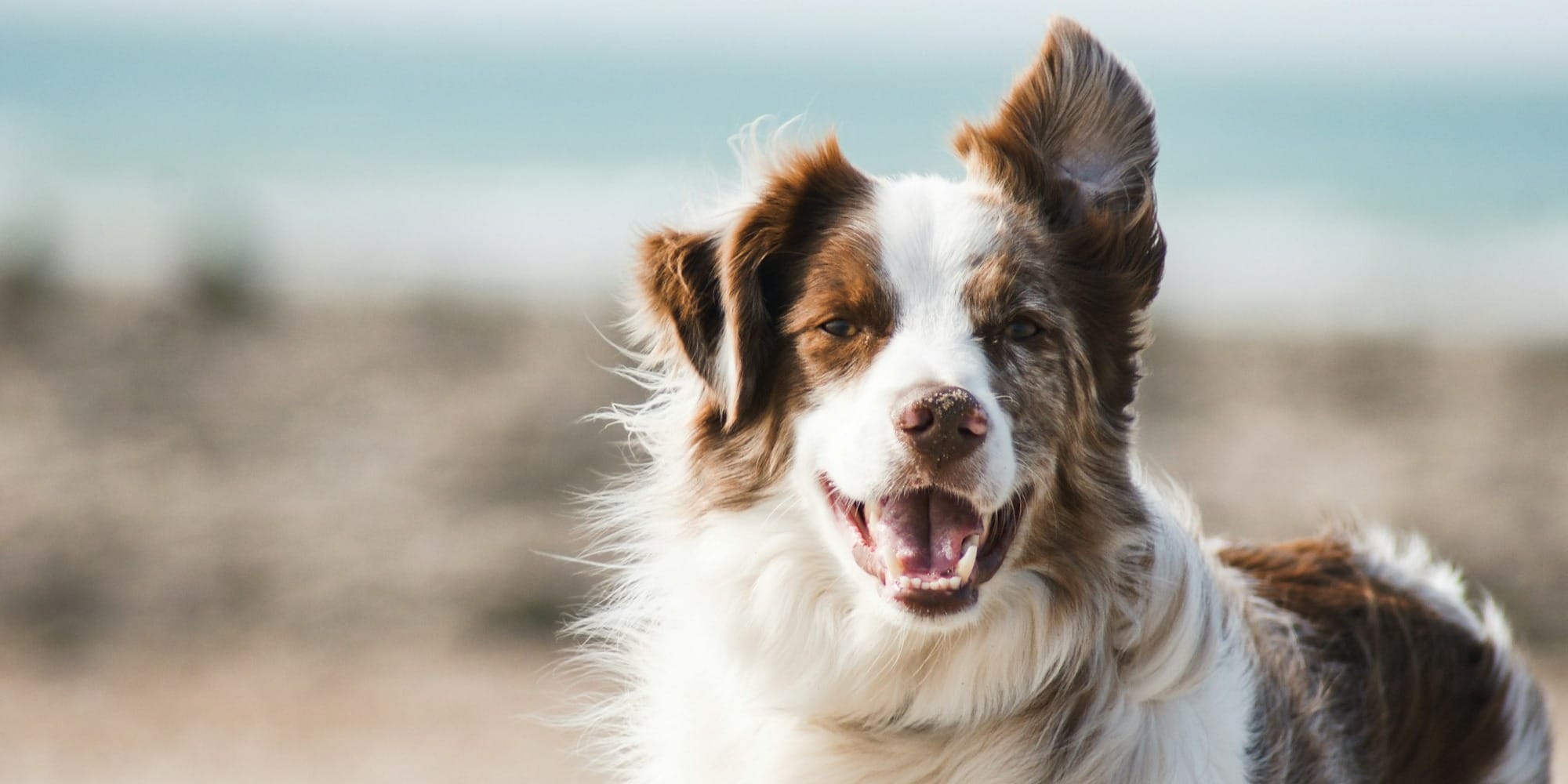 white and brown long coat large dog