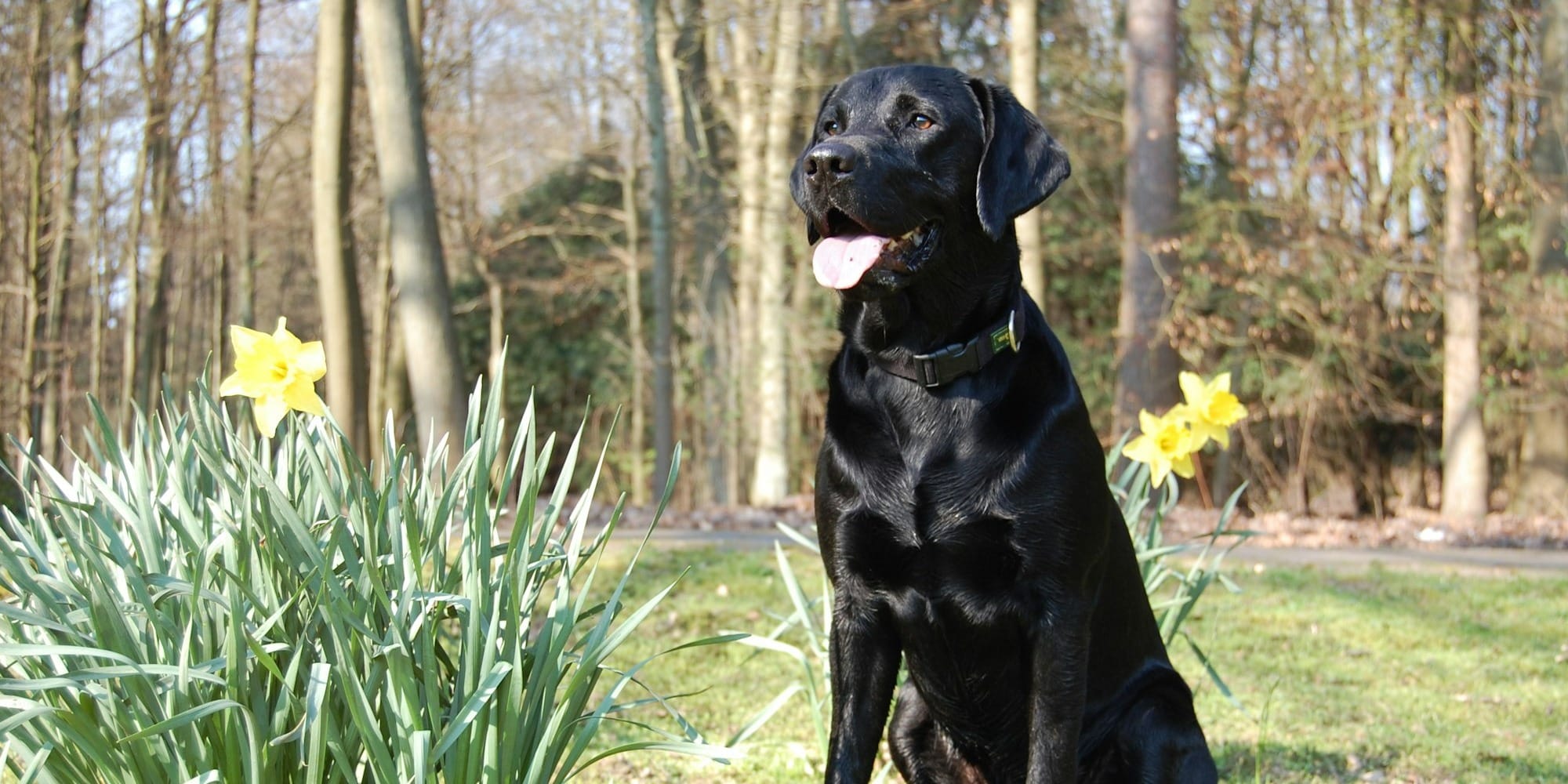 black labrador retriever on green grass field during daytime