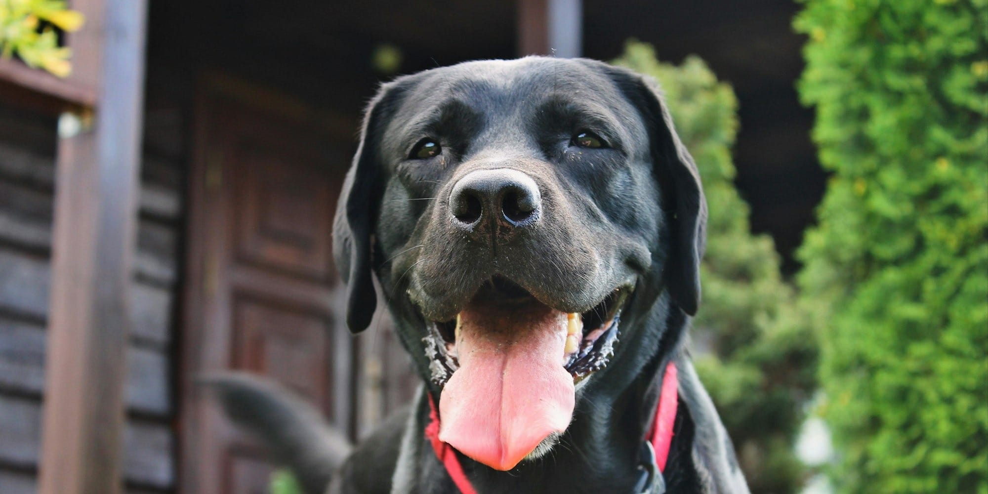black labrador retriever on green grass field during daytime