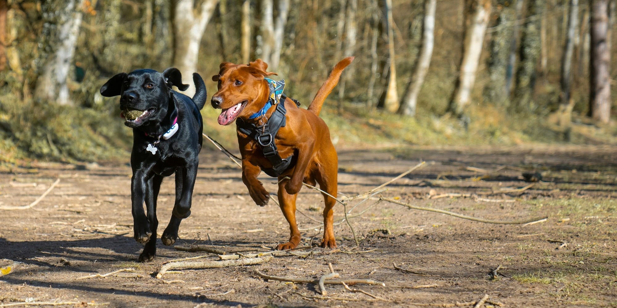 a couple of dogs running across a dirt road