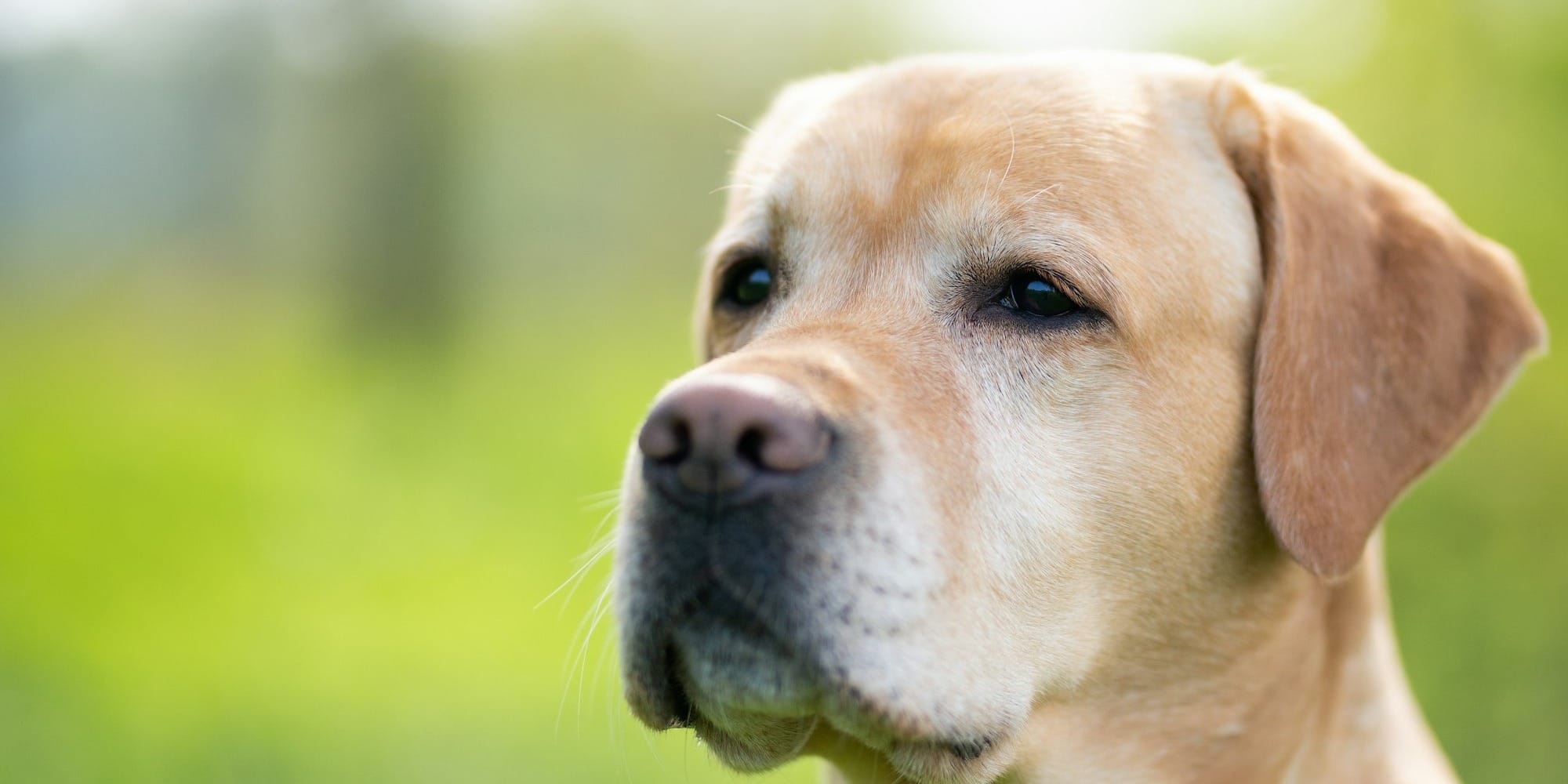 shallow focus photography of short-coated brown dog