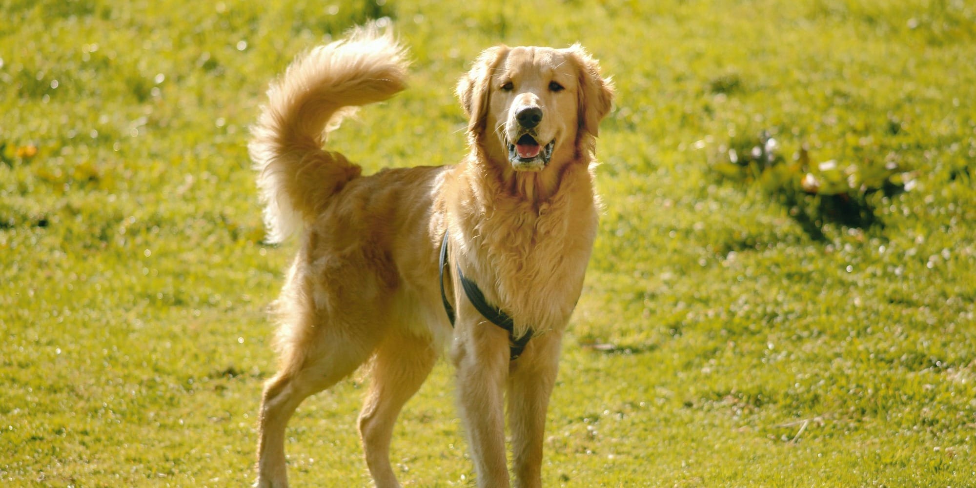 a dog standing in a grassy area
