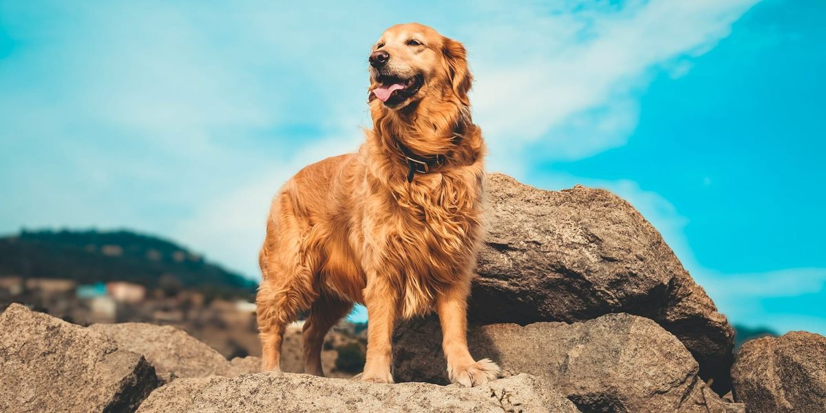 Average Life Expectancy of a Golden Retriever