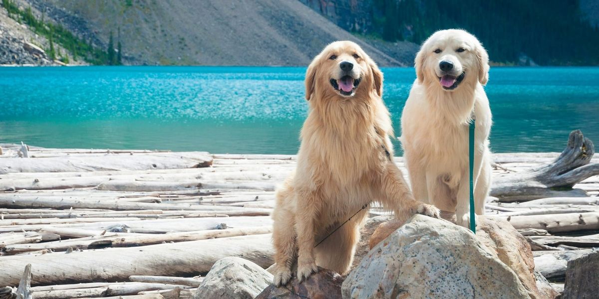 Signs Your Golden Retriever Is Nearing the End of Life