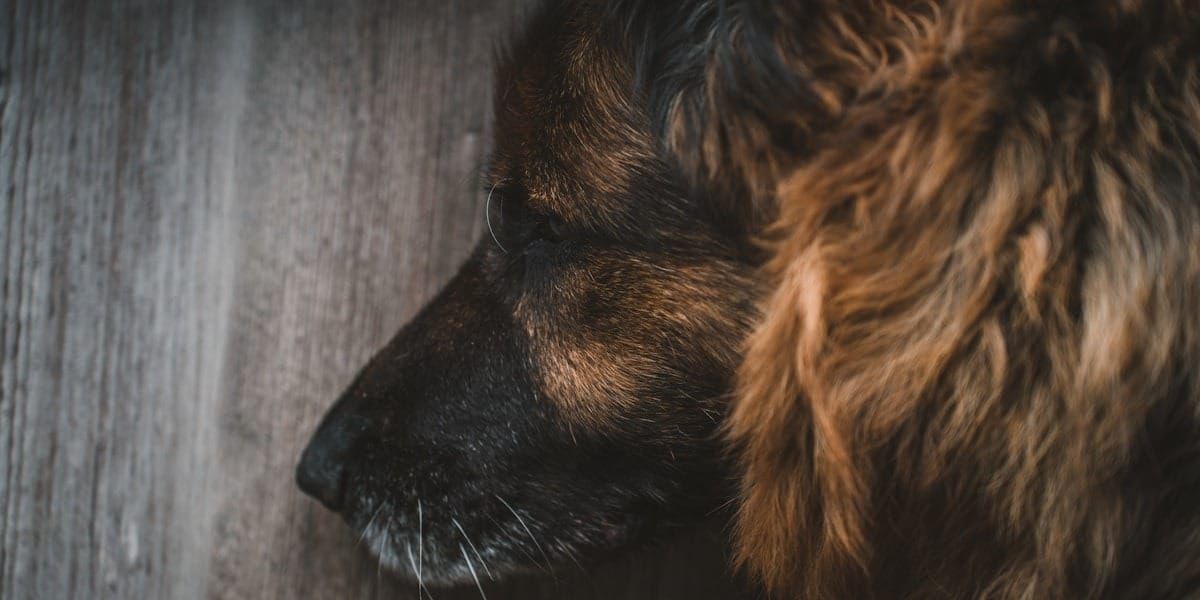 a close up of a dog sleeping on a wooden floor