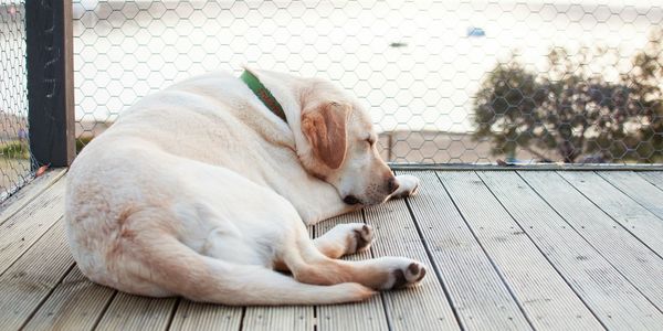 Fully trained Labradors provide companionship and health benefits for seniors
