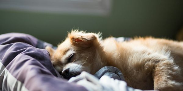 healthy senior dog sleeping comfortably in orthopedic bed at night