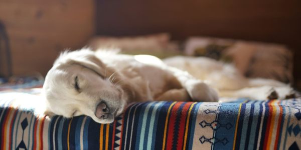 Senior golden retriever panting at night while drinking water from bowl in cozy U.S. home