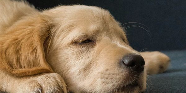 What Happens to Golden Retrievers When They Get Old?