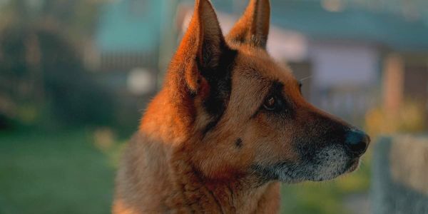 brown and black german shepherd