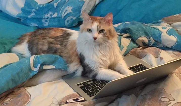 Élémentaire, chère Jasmine ! « Le retour de Jasmine Catou», de Christian de Moliner