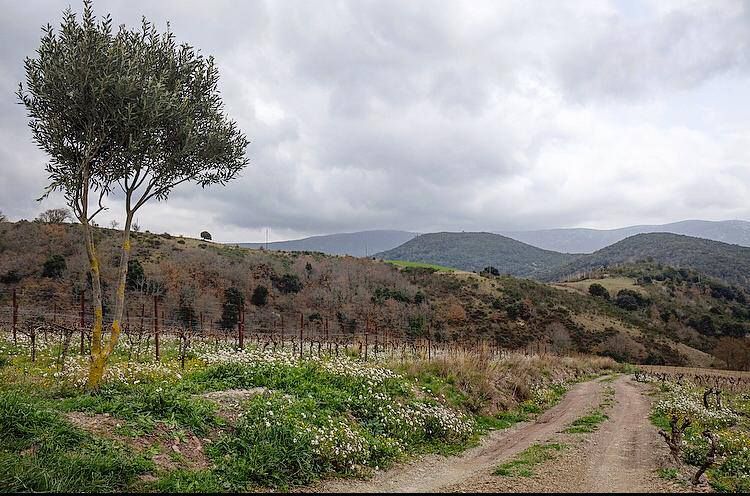 Nature vivante avec Guillaume Sire: Le vin