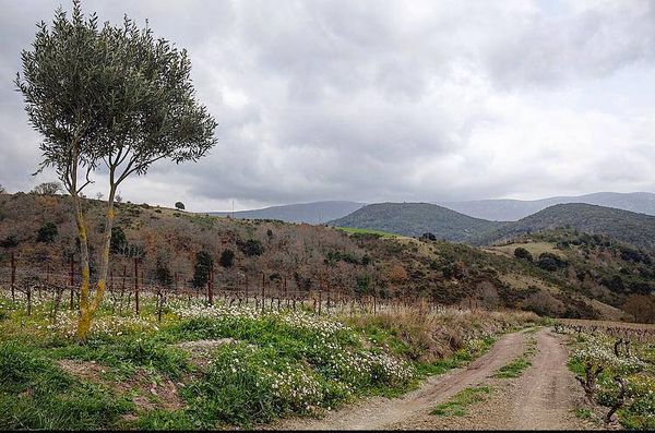 Nature vivante avec Guillaume Sire: Le vin