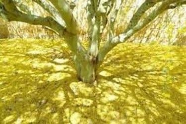 Nature vivante avec Sarah Oling, Parkinsonia aculeata… De Jérusalem à Sainte-Lucie… Racines…