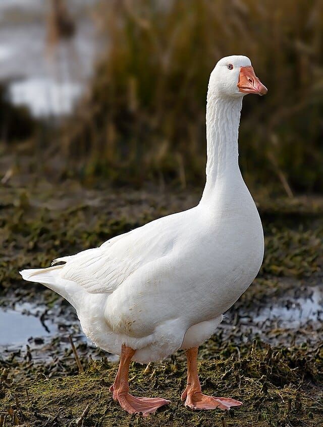 HONK