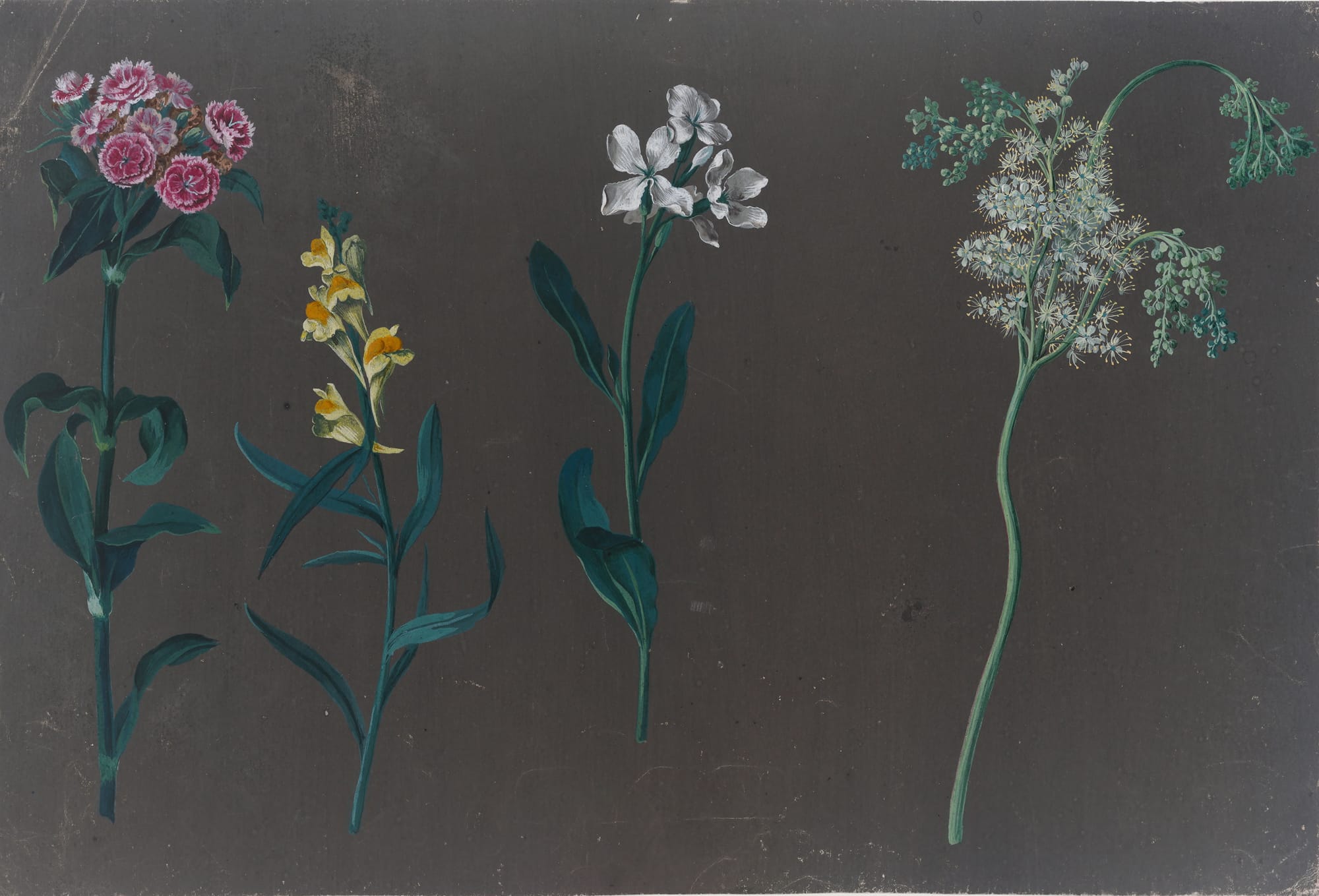 Johann Christian August Birnbaum, Flower Studies, detail, 8 July 1781 and 18 August to 1 September 1782