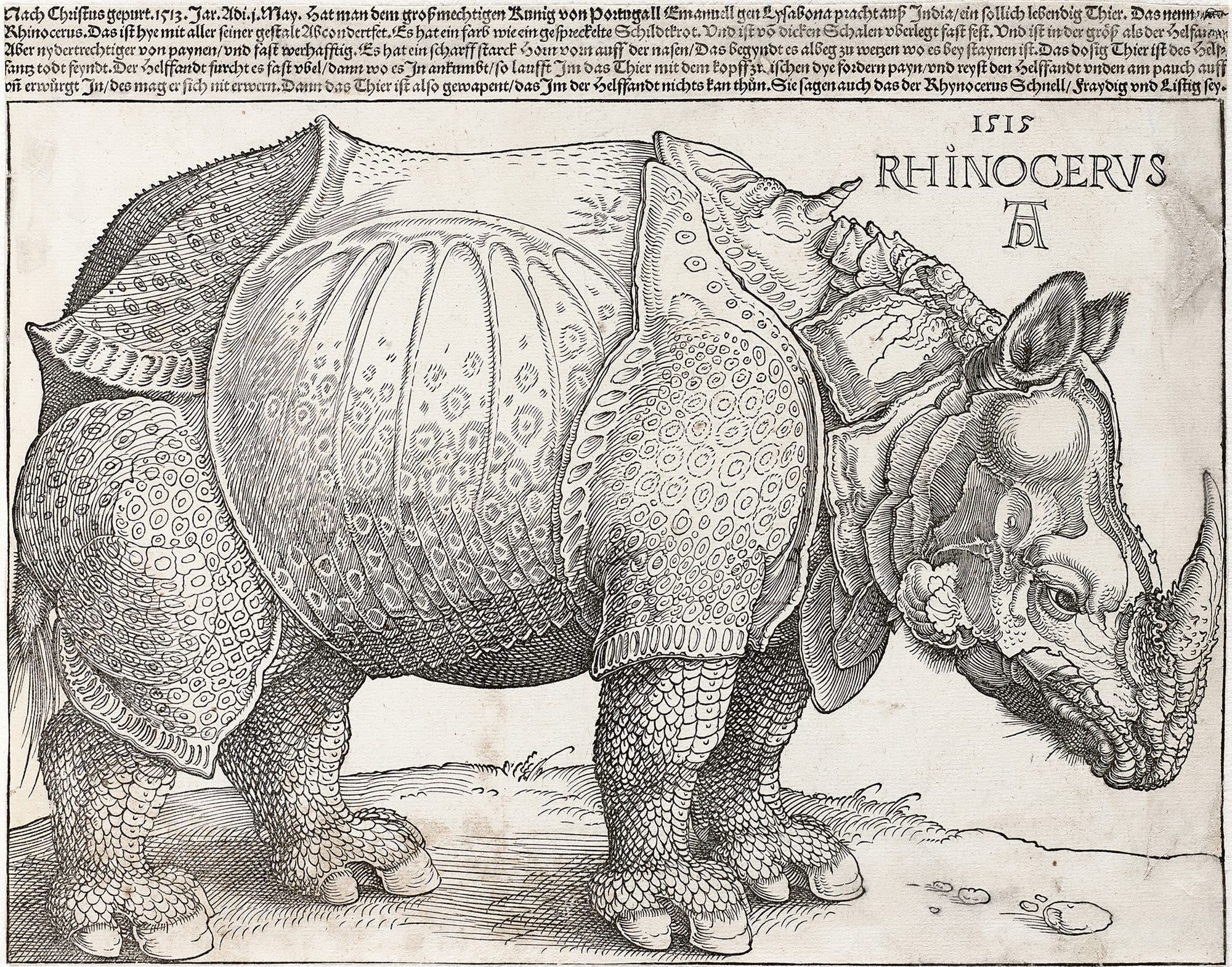 Albrecht Dürer, Rhinoceros, 1515