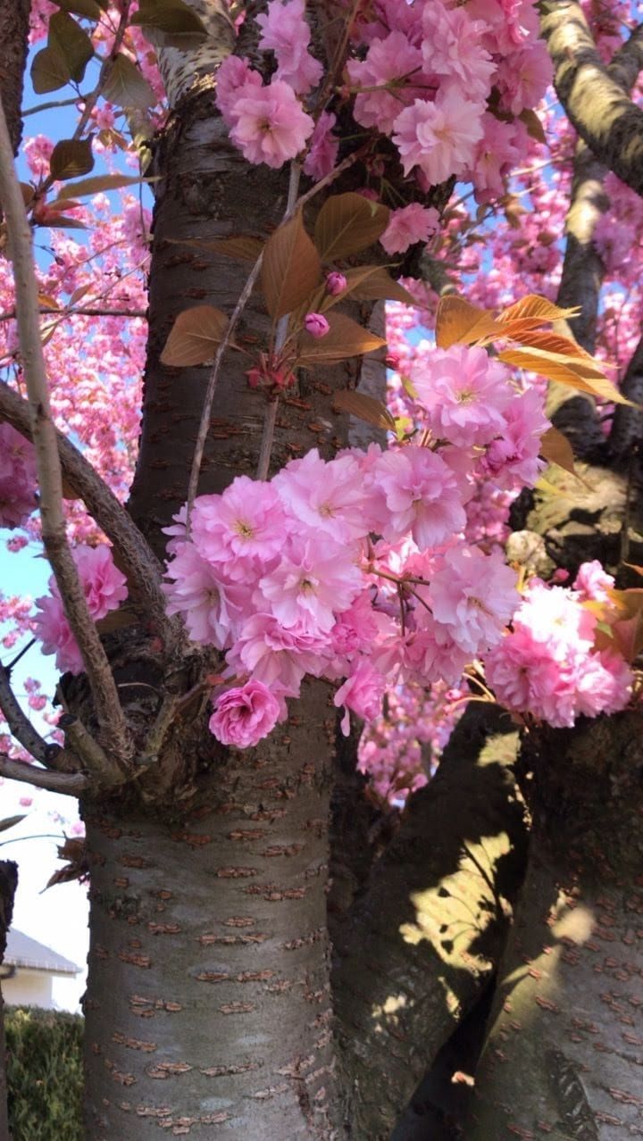 因為春天的緣故