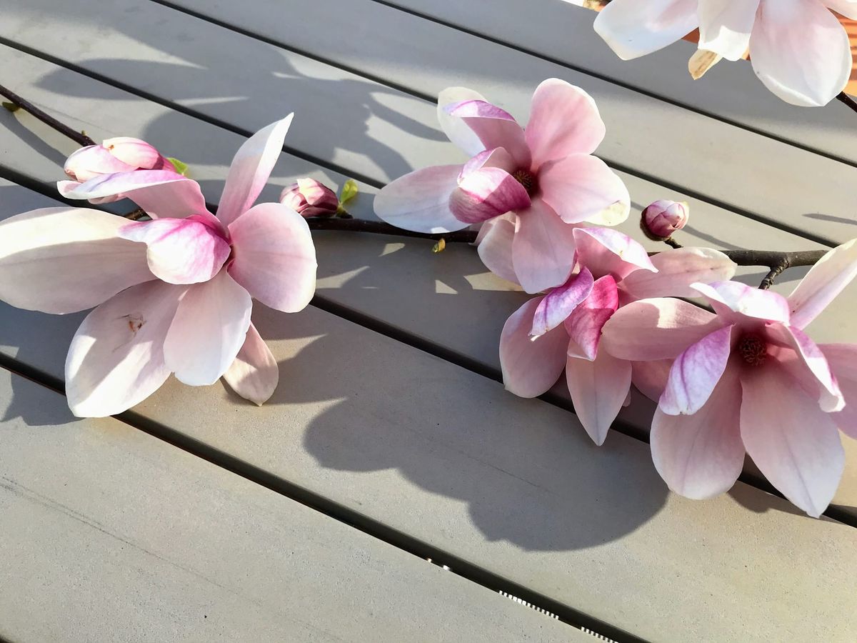 春天的「友諒」 — 木蘭花（Magnolia）