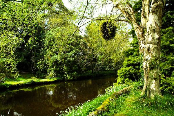 【愛爾蘭】讓自然決定園藝風格 Mount Usher Garden