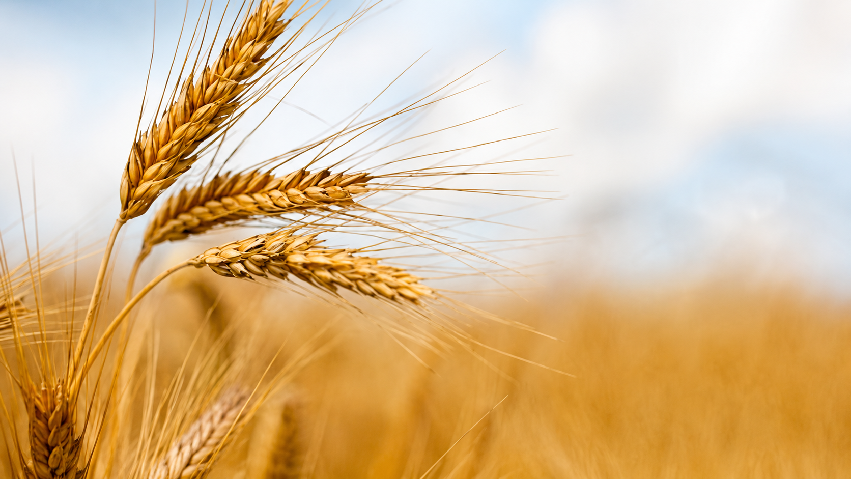 ¿Cómo sabemos que el Libro de Rut (Meguilát Rut) está conectado con la festividad de Shavuot?