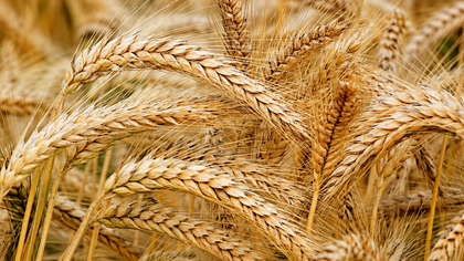 Reshit / Primicia en Shavuot