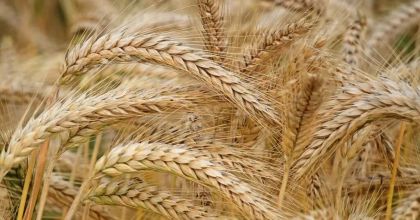 Reshit / Primicia en Shavuot