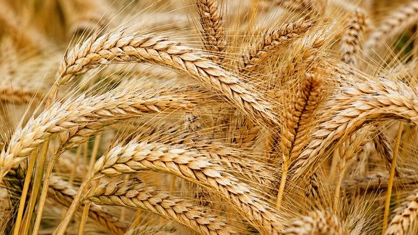 Reshit / Primicia en Shavuot