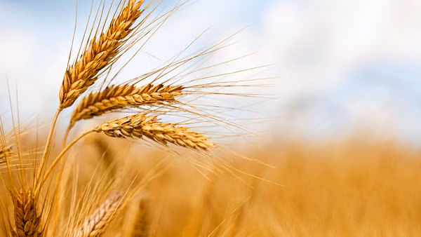 ¿Cómo sabemos que el Libro de Rut (Meguilát Rut) está conectado con la festividad de Shavuot? Imagen destacada