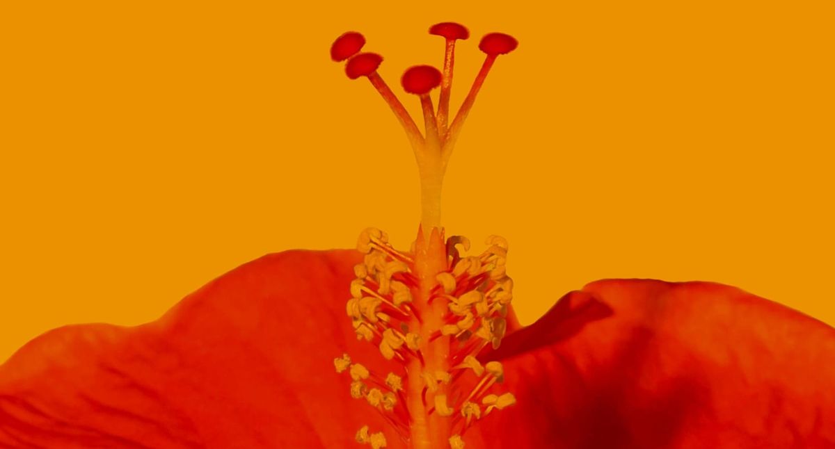 Hibiscus: Can the World's Prettiest Tea Sharpen Your Brain?