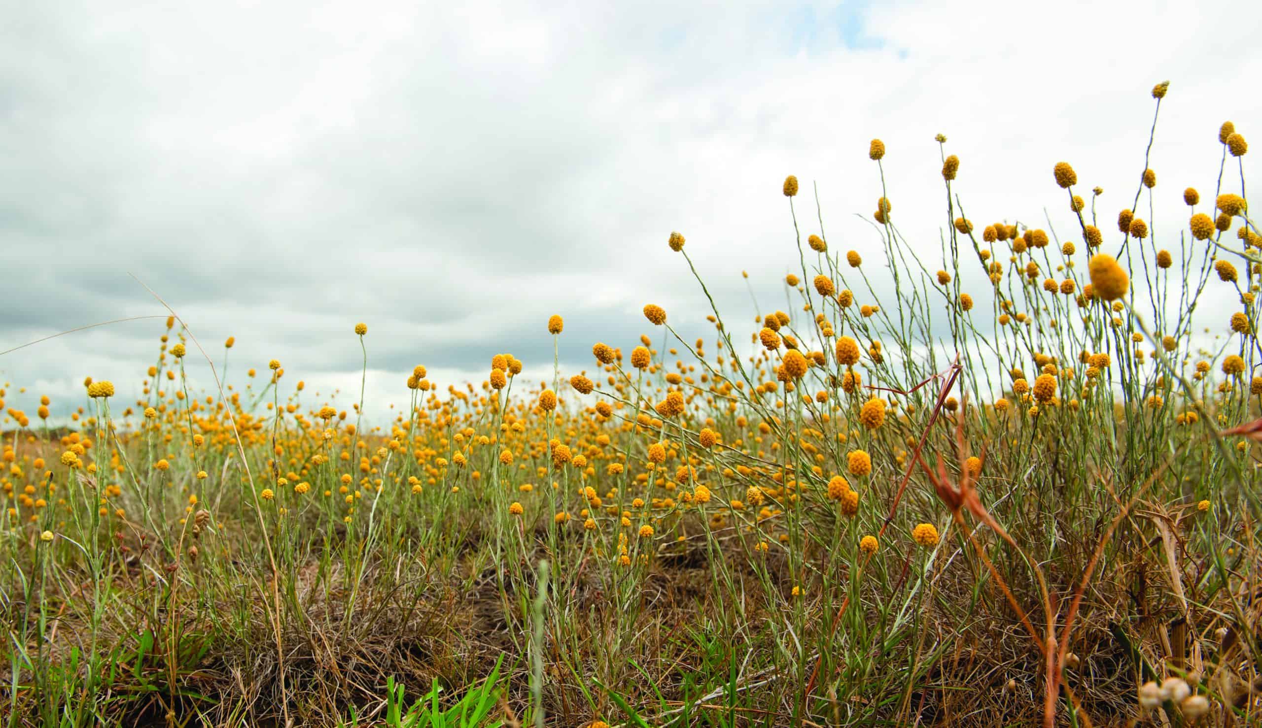 From Grasslands to Gardens: Restoring Naarm's Biodiversity
