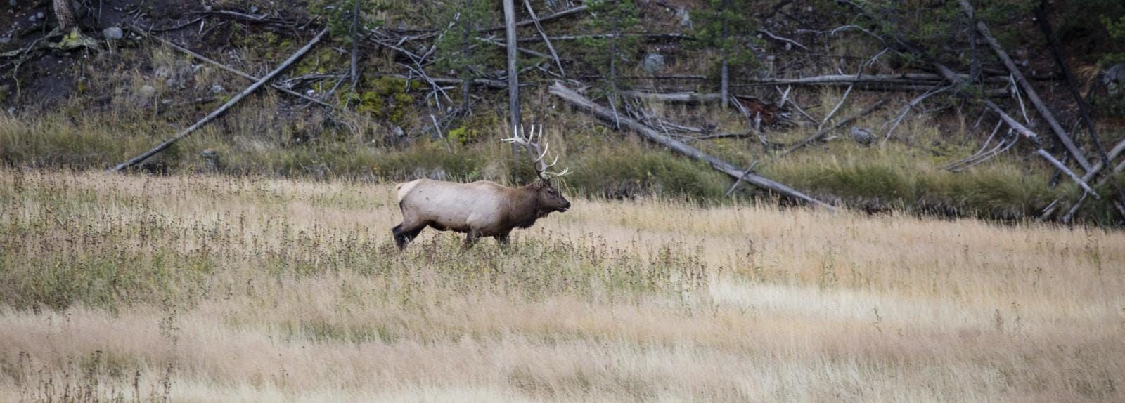 A bull elk standing in dry autumn grass at the edge of a lodgepole forest in Yellowstone National Park