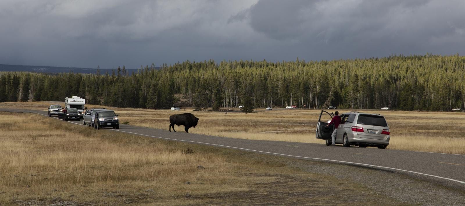 Bison crossing a park road in Yellowstone while cars wait, with a visitor standing beside an open car door
