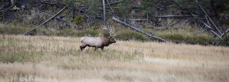 A bull elk standing in dry autumn grass at the edge of a lodgepole forest in Yellowstone National Park