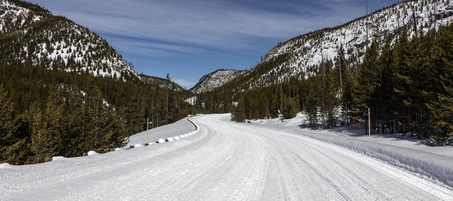 A snow-covered road between lodgepole pines in Yellowstone National Park in winter