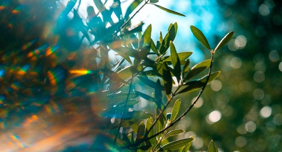 Green leaves with a prism light effect