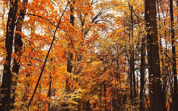Festivals, foliage and all things fall in Kentuckiana