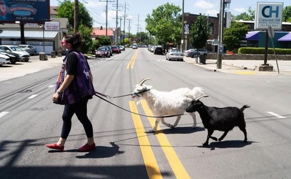 "Nobody told us": how an obscure Louisville ordinance is putting pets at risk