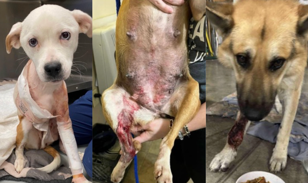 Animal abusers in Kentucky face almost no consequences. Advocates head to Frankfort to demand better.