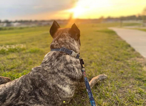 Ethan’s Law was supposed to protect Kentucky’s animals. So why isn’t it being used?