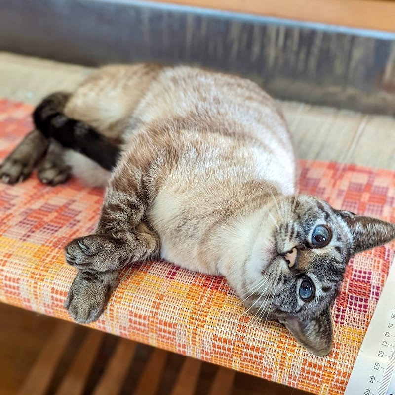 a cat lies happily, paws crossed, on a loom with sunshined-colored weaving project in progress