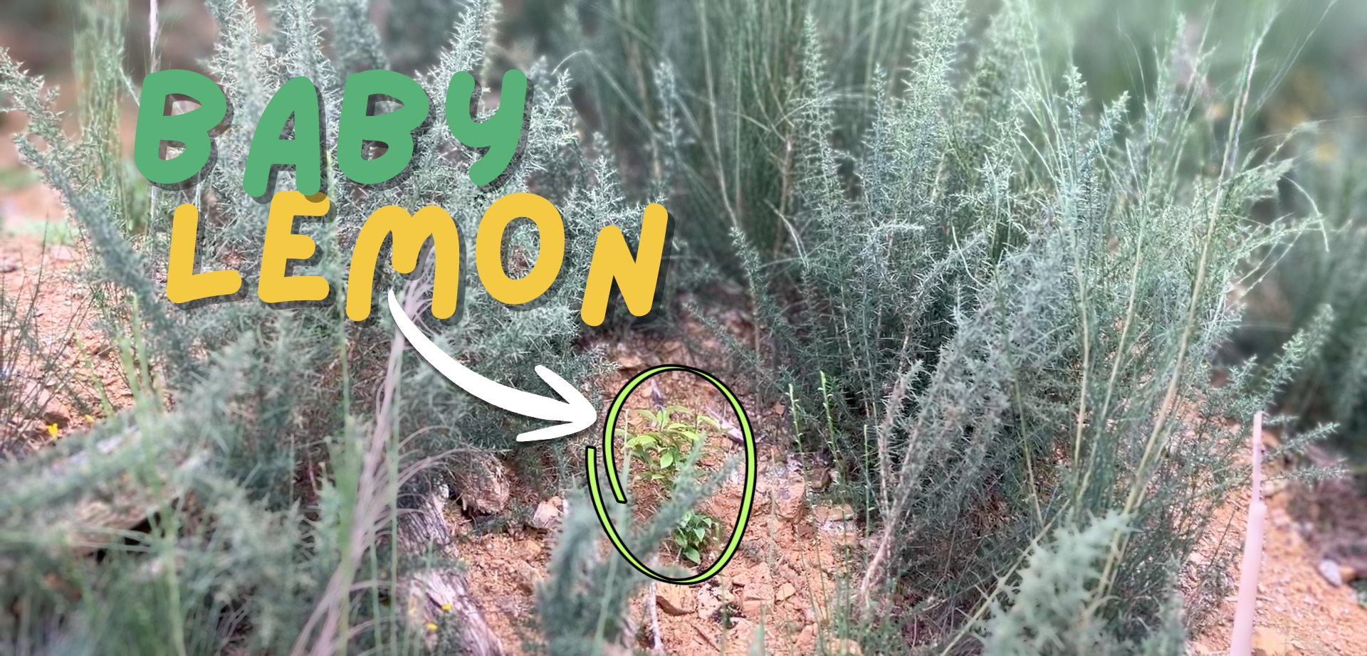Freshly planted lemon tree