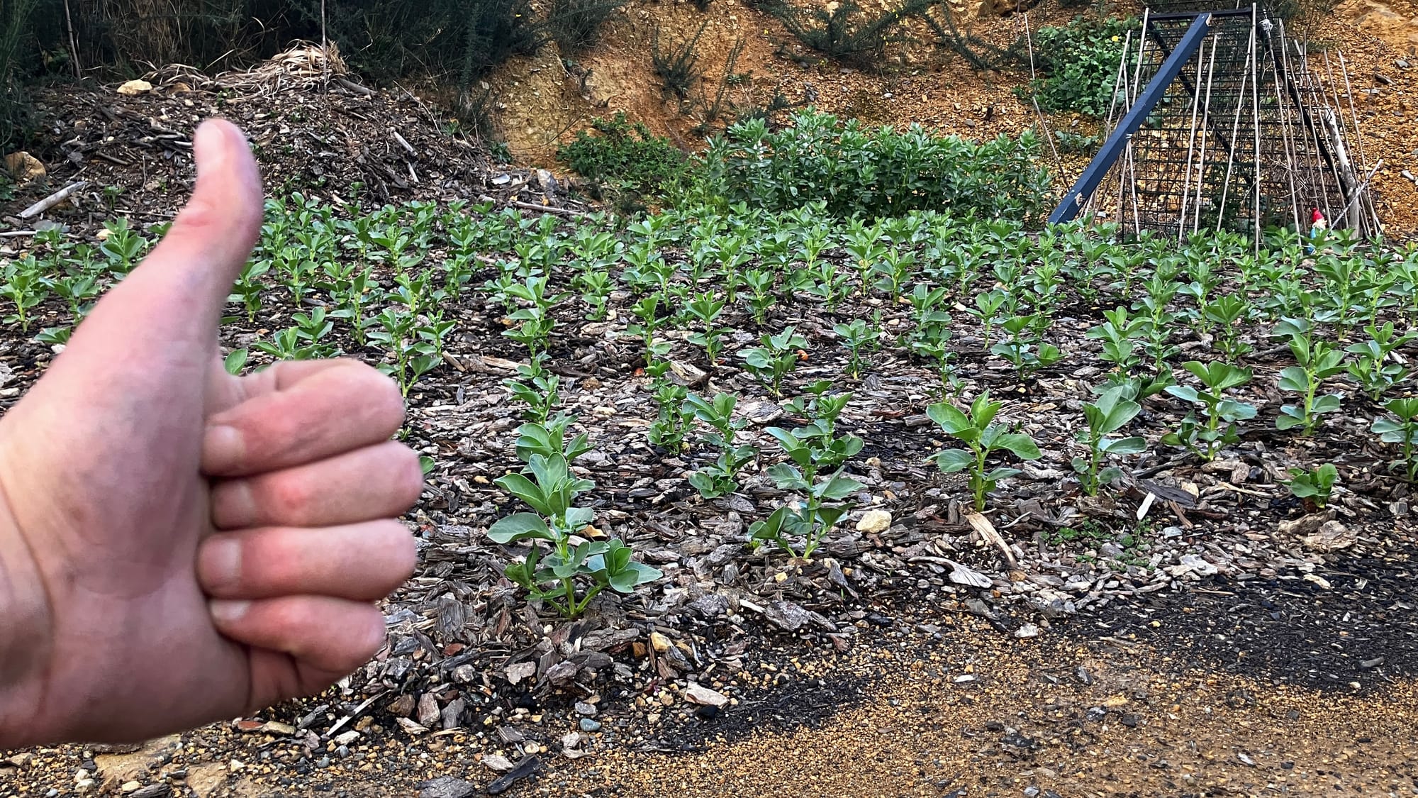 Broad beans in the garden