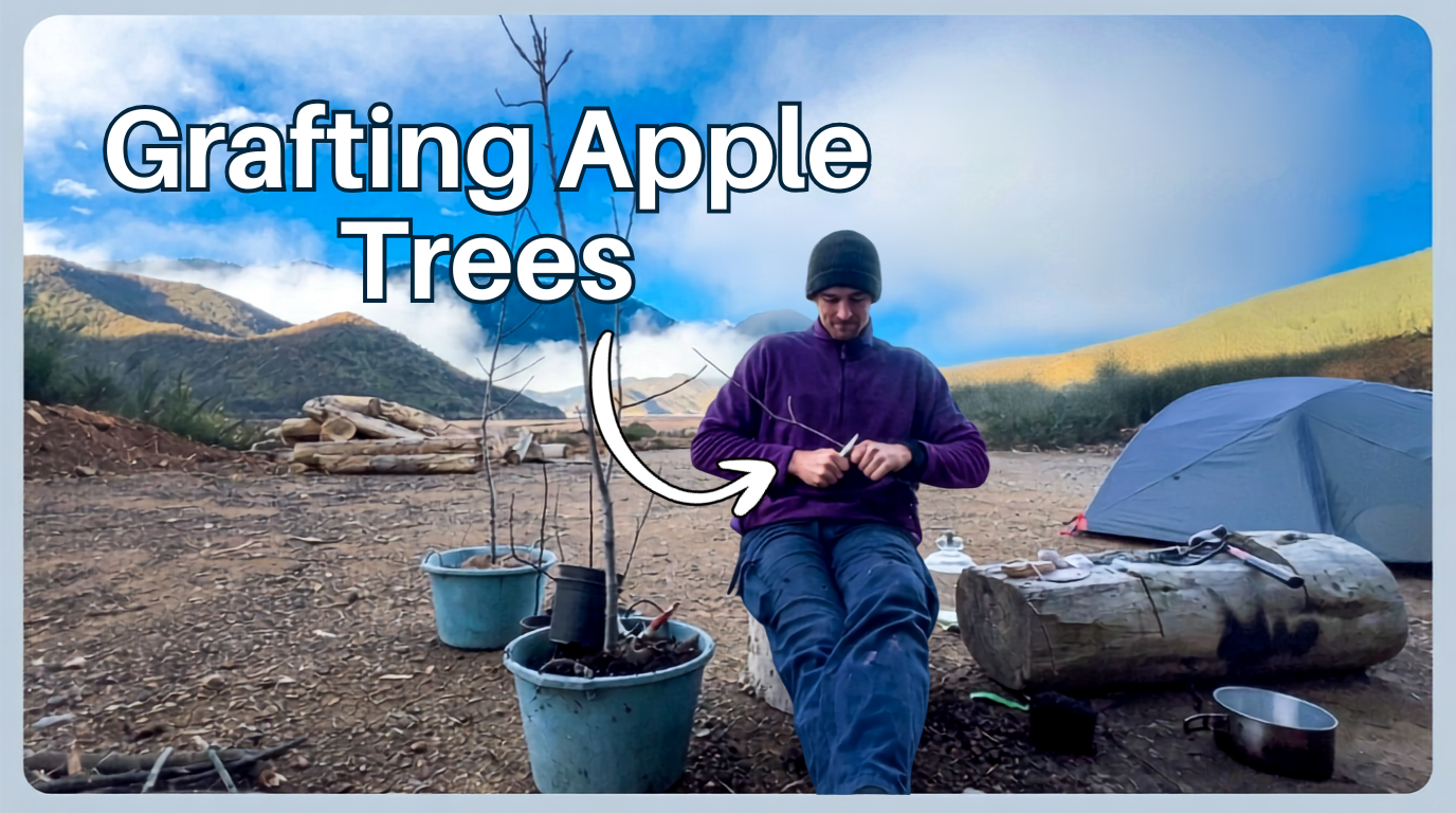Xander graftin apple trees - Click to watch the video