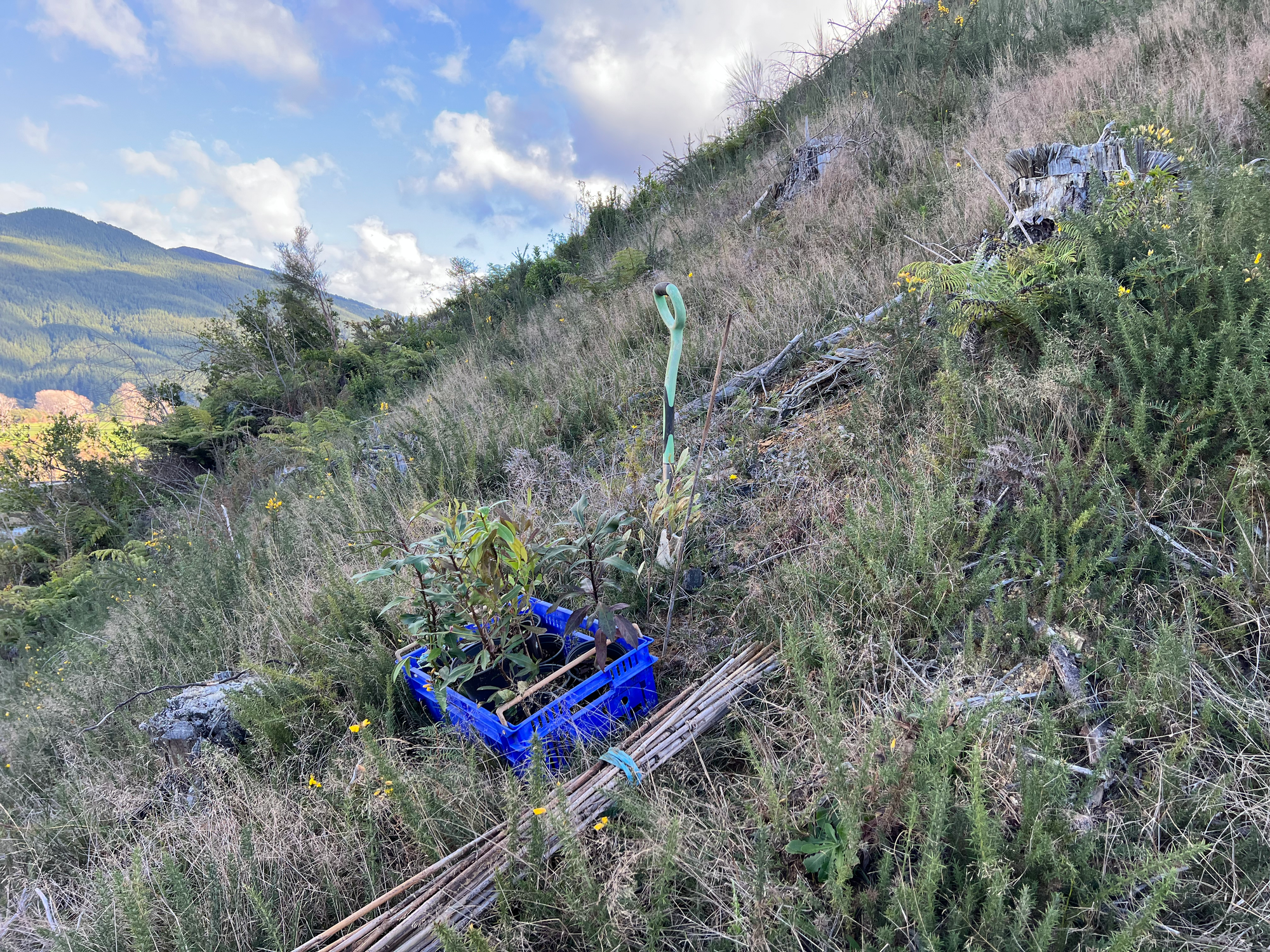 A selection of native plants going in the ground on the hillside