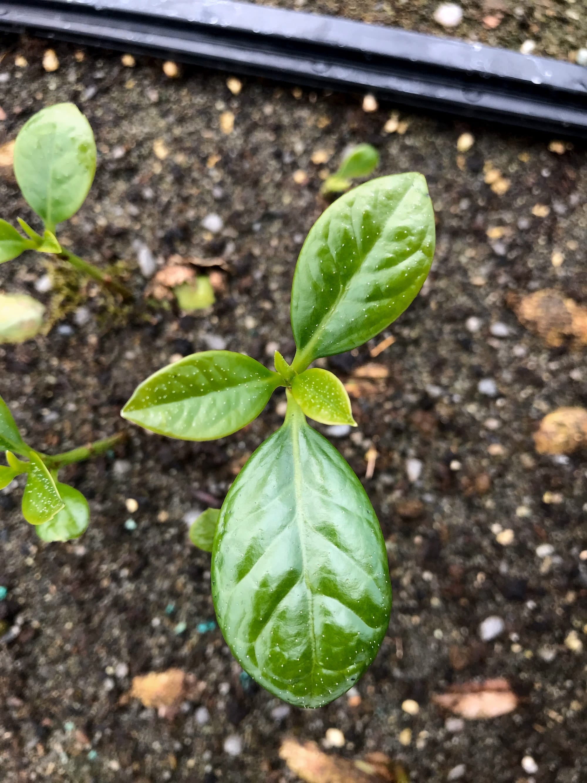 Young karaka seedling (Corynocarpus laevigatus)