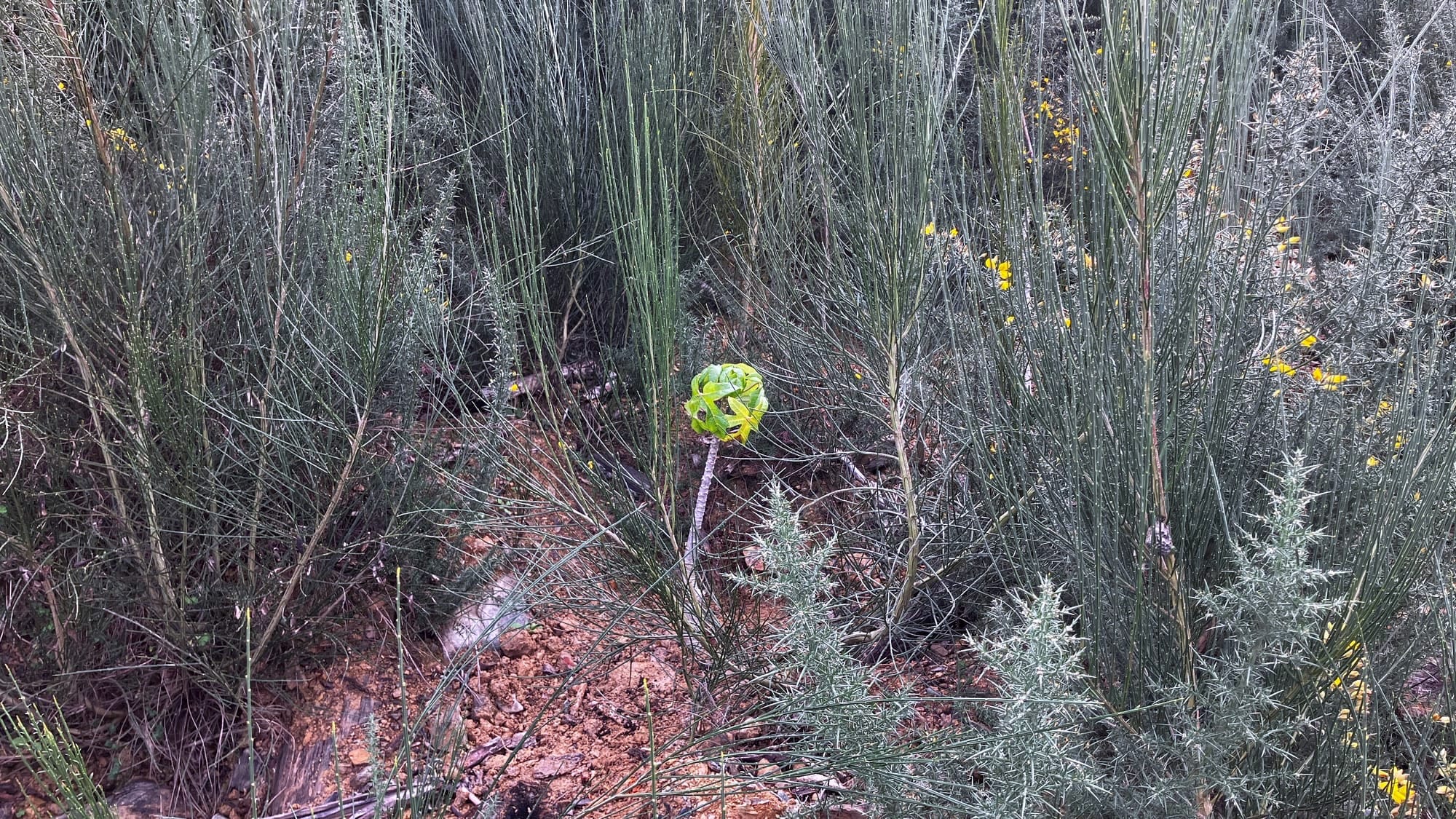  Mountain pawpaw nestled in amongst broom & gorse