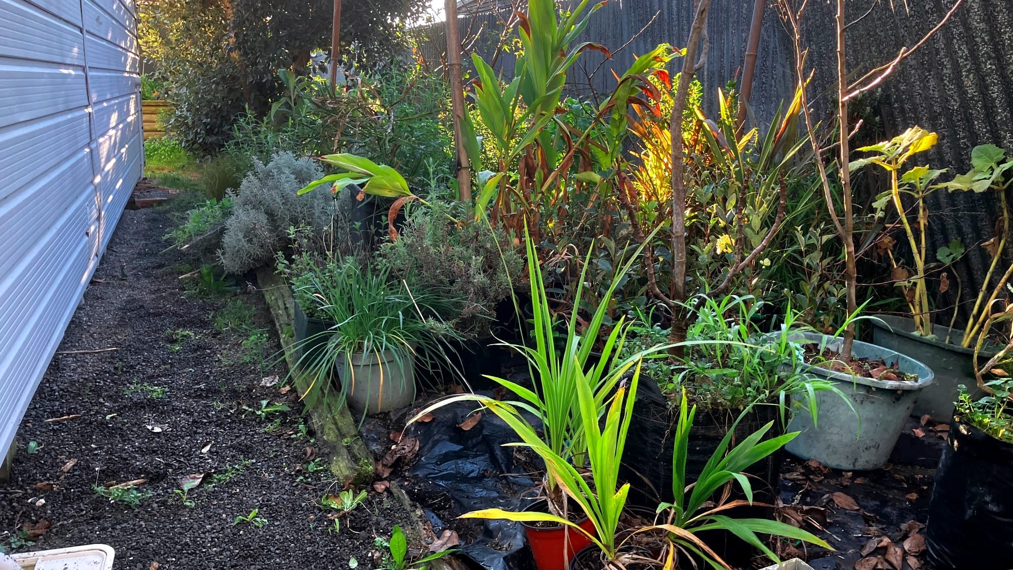 Lots of plants in the backyard nursery